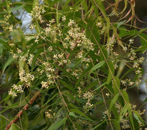 5 Neem (Azadirachta Indica) Divine Tree Seeds - Seed World
