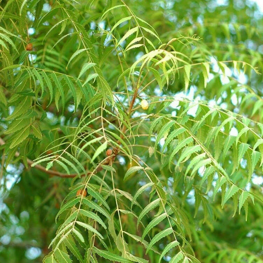 5 Neem (Azadirachta Indica) Divine Tree Seeds - Seed World
