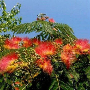 5 Orange Mimosa Tree Seeds - Seed World