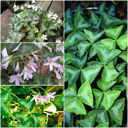 5 Oxalis Triangularis Fanny Bulbs Variegated False Shamrock Wood Sorrel - Seed World