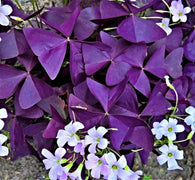5 Oxalis Triangularis Fanny Bulbs Variegated False Shamrock Wood Sorrel - Seed World