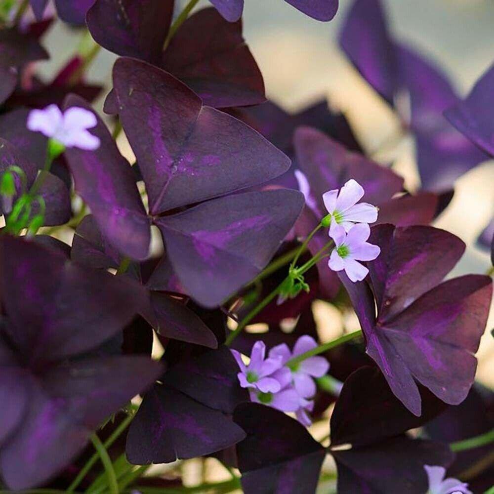 5 Oxalis Triangularis Fanny Bulbs Variegated False Shamrock Wood Sorrel - Seed World