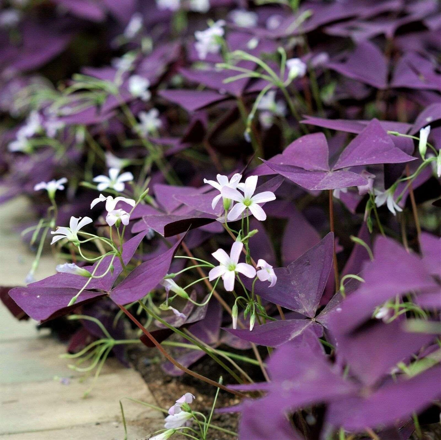 5 Oxalis Triangularis Fanny Bulbs Variegated False Shamrock Wood Sorrel - Seed World