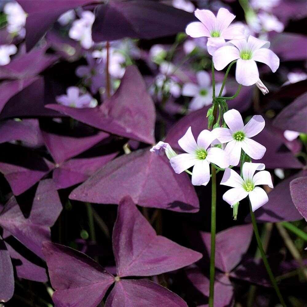 5 Oxalis Triangularis Fanny Bulbs Variegated False Shamrock Wood Sorrel - Seed World