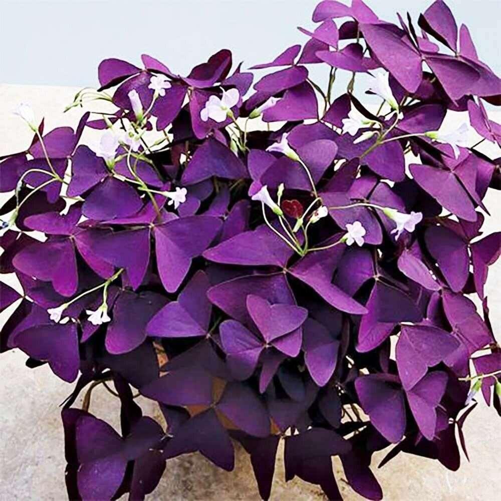 5 Oxalis Triangularis Fanny Bulbs Variegated False Shamrock Wood Sorrel - Seed World