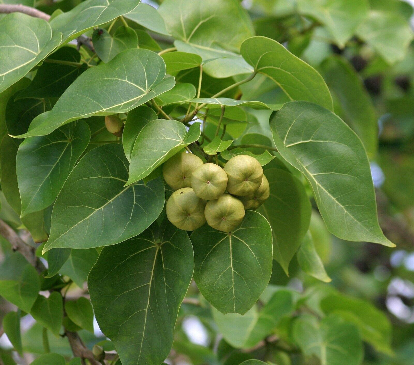 5 Pacific Rosewood Seeds - Seed World