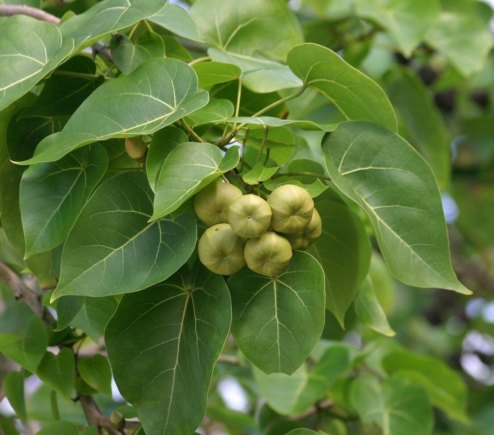 5 Pacific Rosewood Seeds - Seed World
