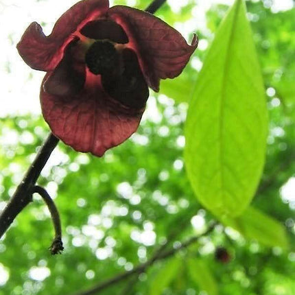 5 Paw Paw Fruit Tree Seeds - Seed World