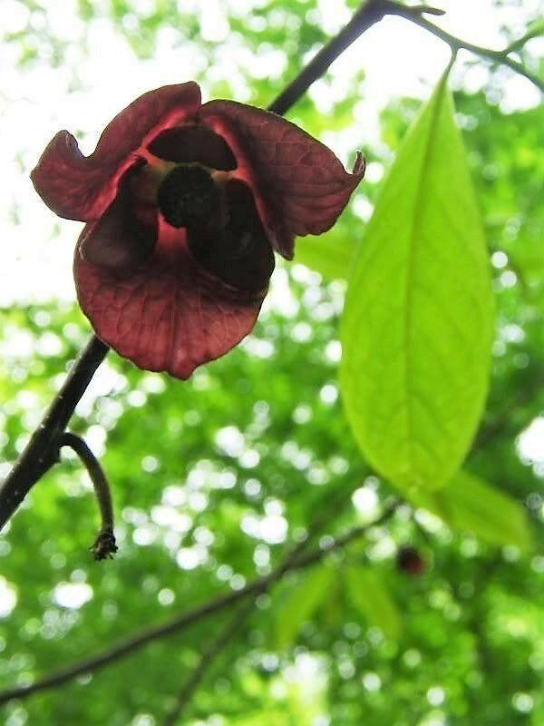 5 Paw Paw Fruit Tree Seeds - Seed World