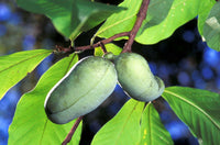 5 Paw Paw Fruit Tree Seeds - Seed World