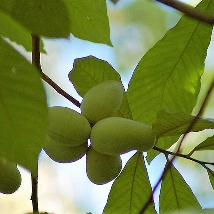 5 Paw Paw Fruit Tree Seeds - Seed World