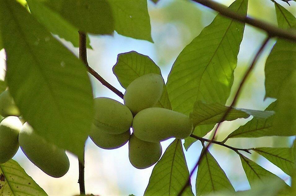 5 Paw Paw Fruit Tree Seeds - Seed World