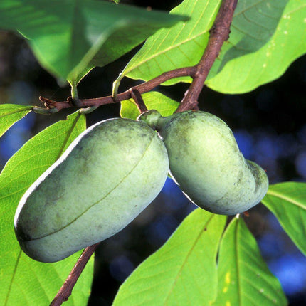 5 Paw Paw Fruit Tree Seeds - Seed World