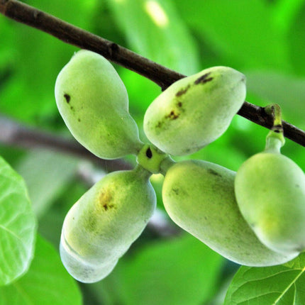 5 Paw Paw Fruit Tree Seeds - Seed World