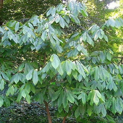 5 Paw Paw Fruit Tree Seeds - Seed World