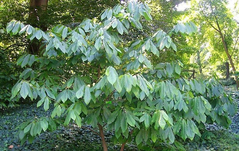 5 Paw Paw Fruit Tree Seeds - Seed World