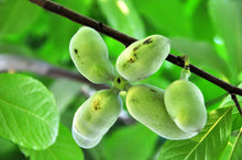 5 Paw Paw Fruit Tree Seeds - Seed World