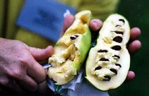 5 Paw Paw Fruit Tree Seeds - Seed World