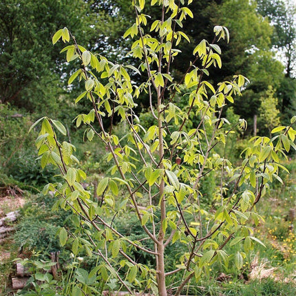 5 Paw Paw Fruit Tree Seeds - Seed World