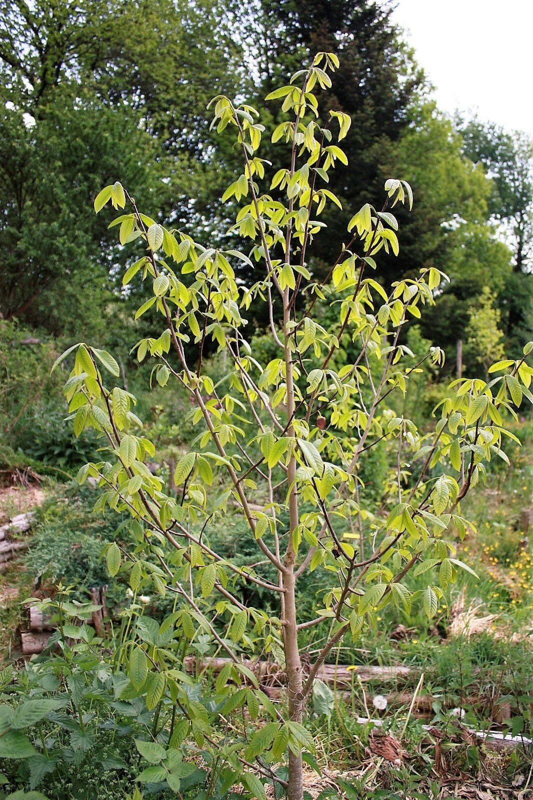 5 Paw Paw Fruit Tree Seeds - Seed World