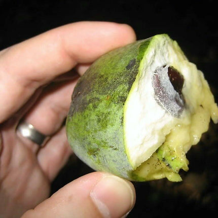 5 Paw Paw Fruit Tree Seeds - Seed World