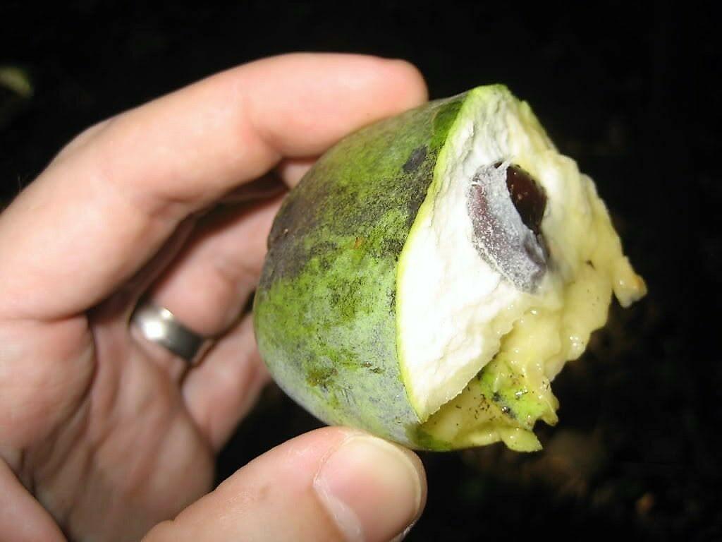 5 Paw Paw Fruit Tree Seeds - Seed World