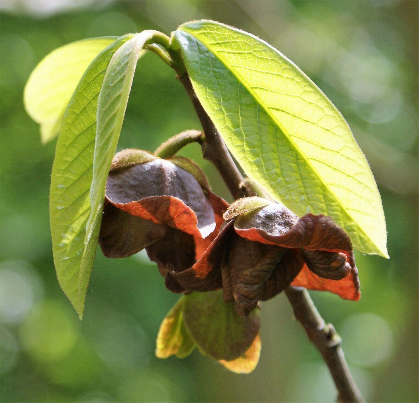 5 Paw Paw Fruit Tree Seeds - Seed World