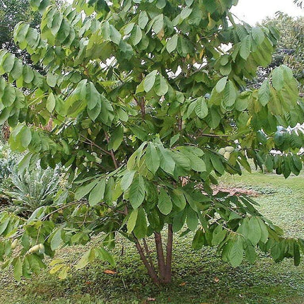 5 Paw Paw Fruit Tree Seeds - Seed World