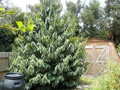 5 Paw Paw Fruit Tree Seeds - Seed World