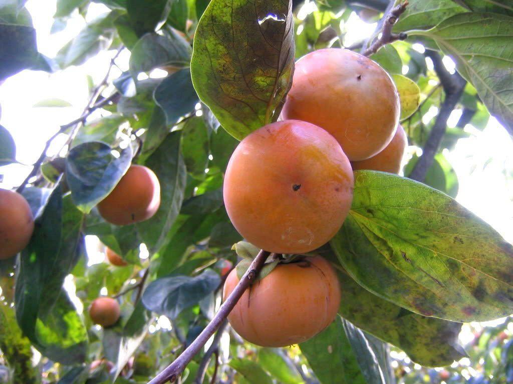 5 Persimmon Tree Diospyros Fruit Seeds - Seed World