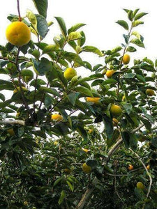 5 Persimmon Tree Diospyros Fruit Seeds - Seed World