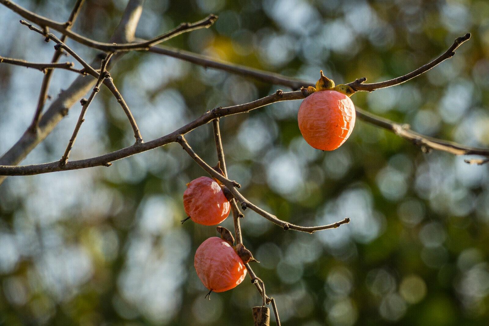 5 Persimmon Tree Diospyros Fruit Seeds - Seed World