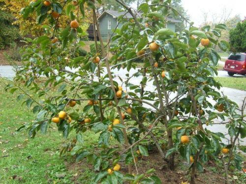5 Persimmon Tree Diospyros Fruit Seeds - Seed World
