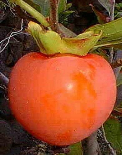 5 Persimmon Tree Diospyros Fruit Seeds - Seed World