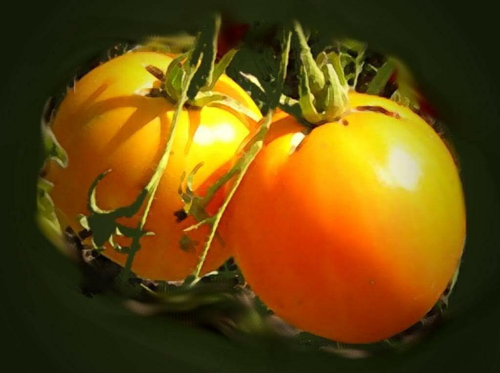 5 Persimmon Tree Diospyros Fruit Seeds - Seed World
