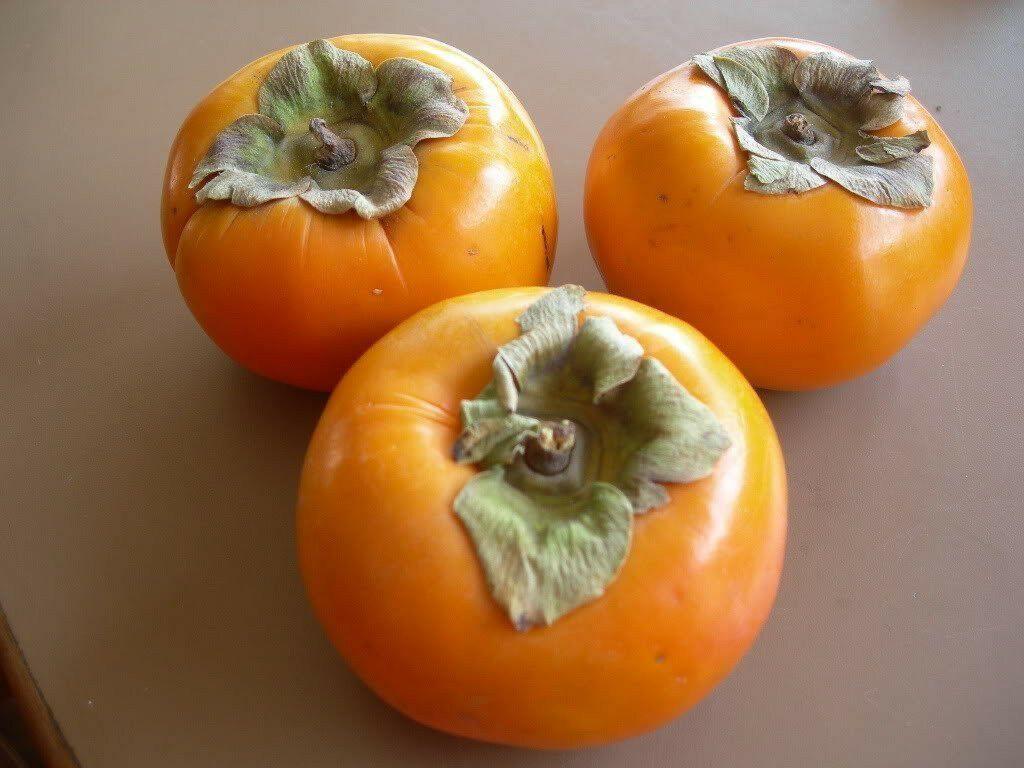 5 Persimmon Tree Diospyros Fruit Seeds - Seed World