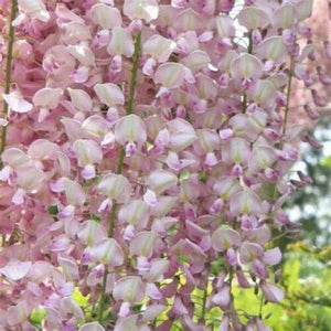 5 Pink Chinese Wisteria Seeds - Seed World