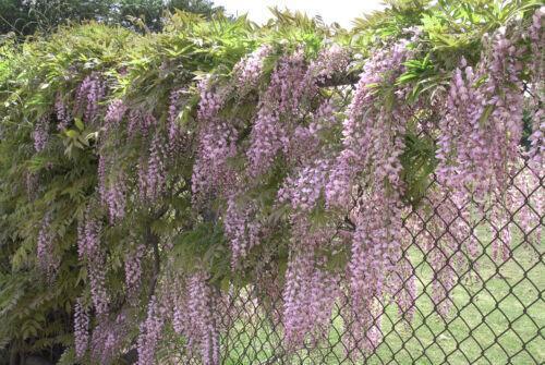5 Pink Chinese Wisteria Seeds - Seed World