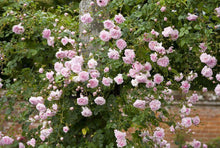 5 Pink Climbing Rose Seeds - Seed World
