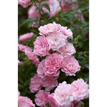 5 Pink Climbing Rose Seeds - Seed World