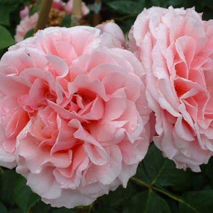 5 Pink Climbing Rose Seeds - Seed World