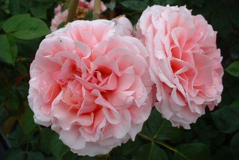 5 Pink Climbing Rose Seeds - Seed World