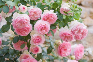 5 Pink Climbing Rose Seeds - Seed World