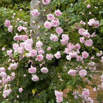5 Pink Climbing Rose Seeds - Seed World