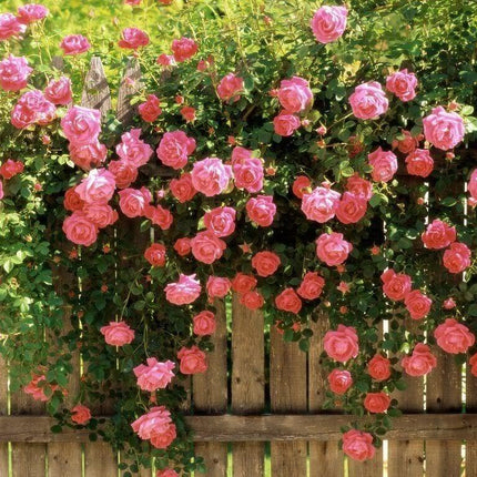 5 Pink Climbing Rose Seeds - Seed World