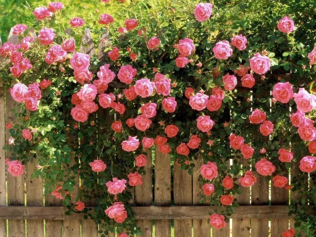 5 Pink Climbing Rose Seeds - Seed World