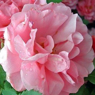 5 Pink Climbing Rose Seeds - Seed World