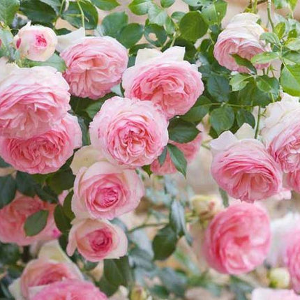 5 Pink Climbing Rose Seeds - Seed World