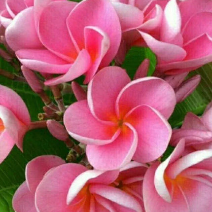 5 Pink Plumeria Seeds - Seed World