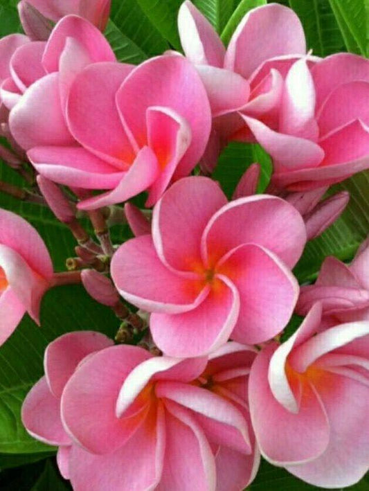 5 Pink Plumeria Seeds - Seed World